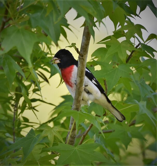 Rose-breasted Grosbeak