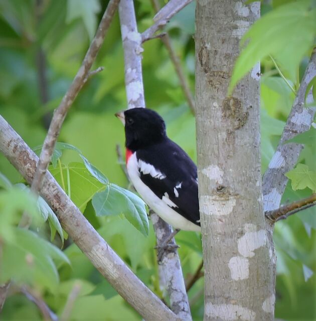 Rose-breasted Grosbeak