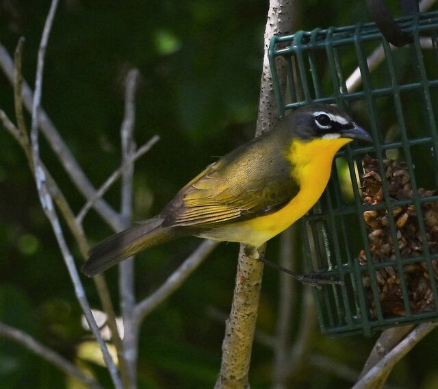 Yellow-breasted Chat