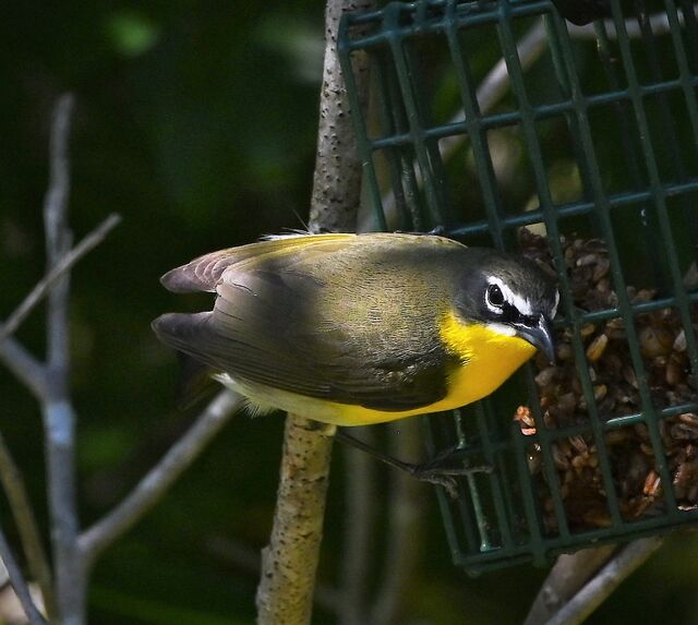 Yellow-breasted Chat