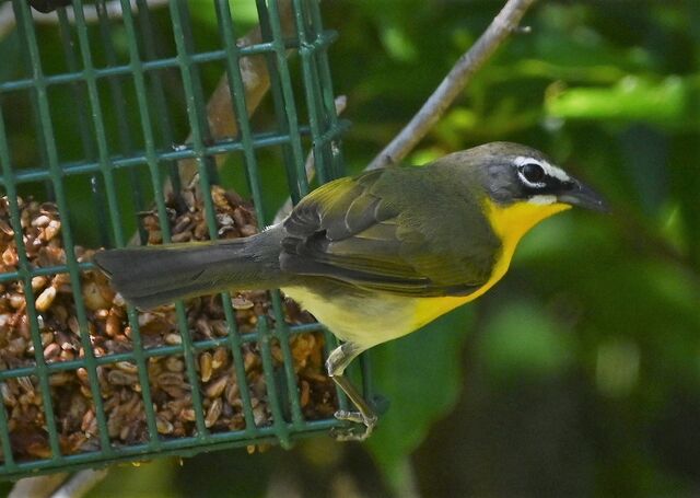 Yellow-breasted Chat