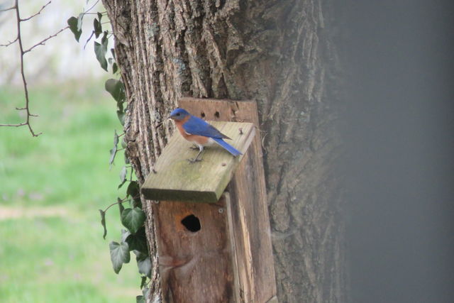 Eastern Bluebird