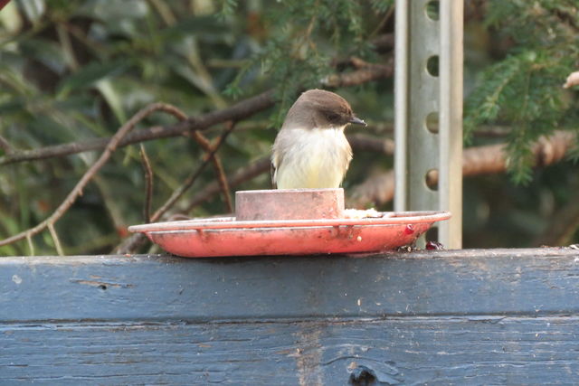 Eastern Phoebe