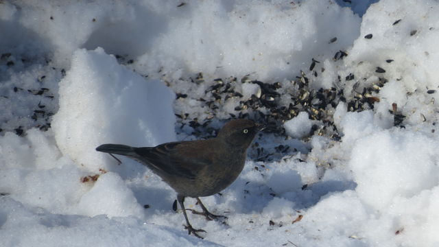 Rusty Blackbird