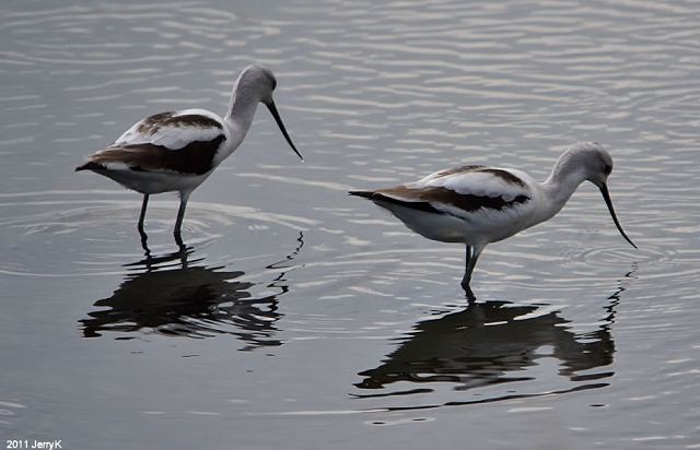 American Avocets