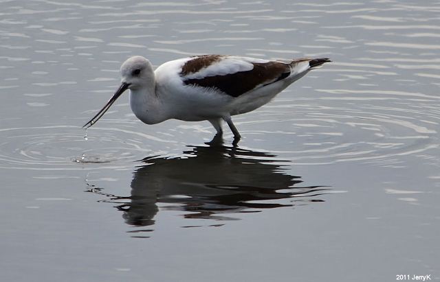 American Avocets