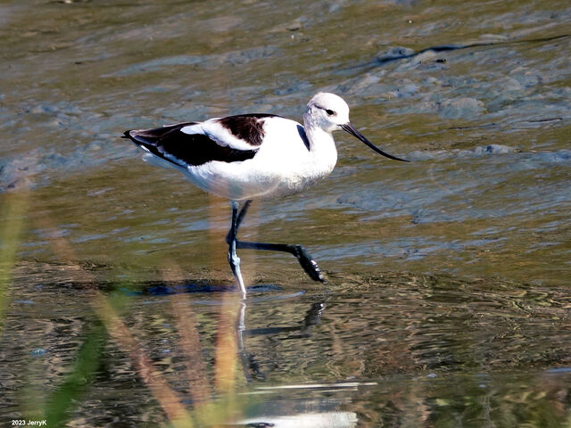 American Avocet