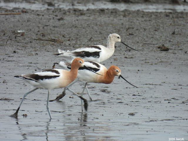 American Avocet