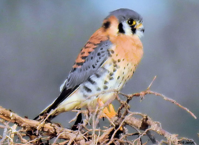 American Kestrel