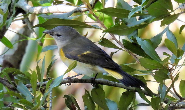 American Redstart