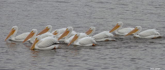 American White Pelican