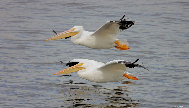 American White Pelican