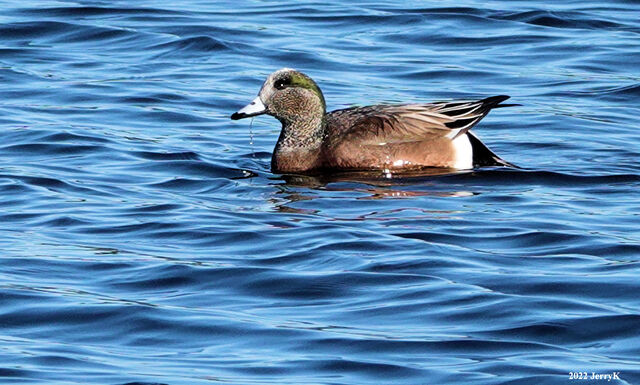 American Wigeon