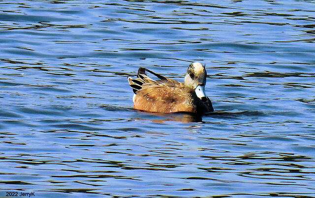 American Wigeon