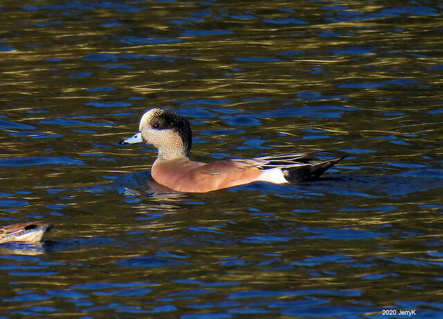 American Wigeon