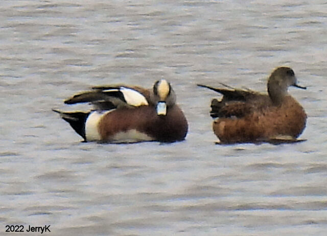 American Wigeon