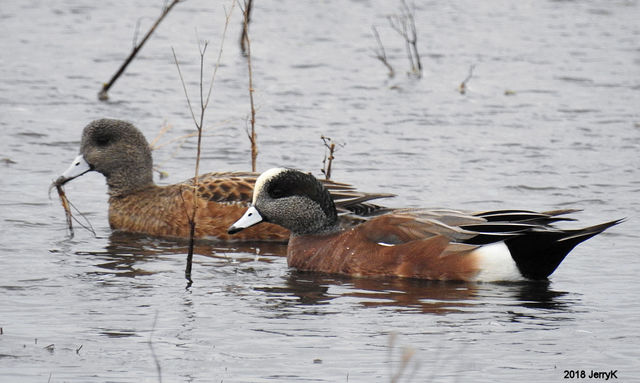 American Wigeon