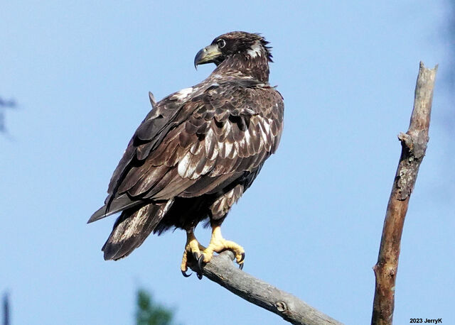 Bald Eagle