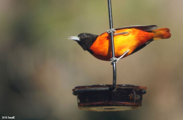 Baltimore Oriole