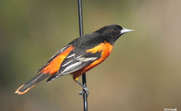 Baltimore Oriole