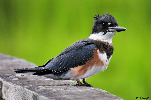 Belted Kingfisher