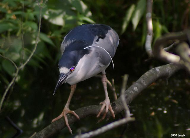 Black-crowned Night-Herons