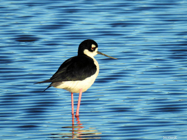 Black-necked Stilt