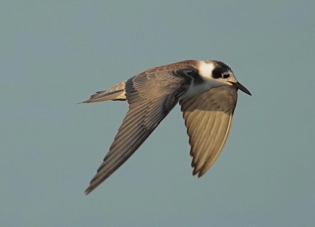 Black Tern