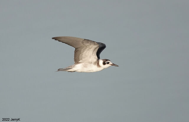 Black Tern