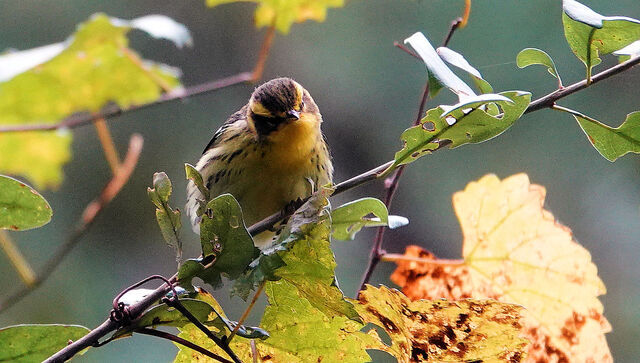 Blackburnian Warbler