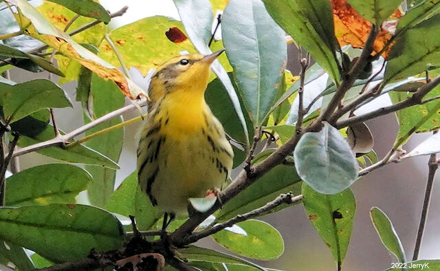 Blackburnian Warbler