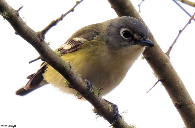 Blue-headed Vireo