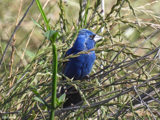 Blue Grosbeak