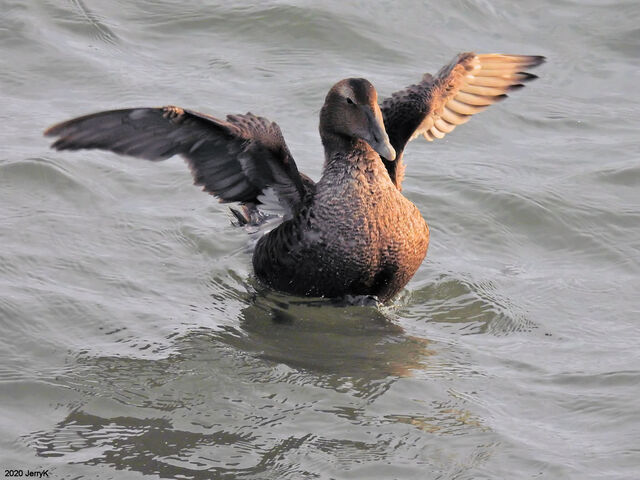 Common Eider