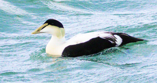 Common Eider