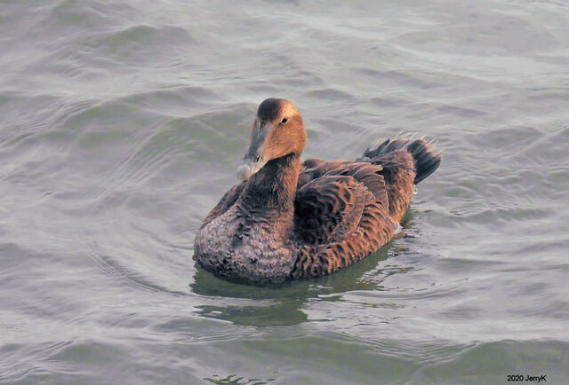 Common Eider