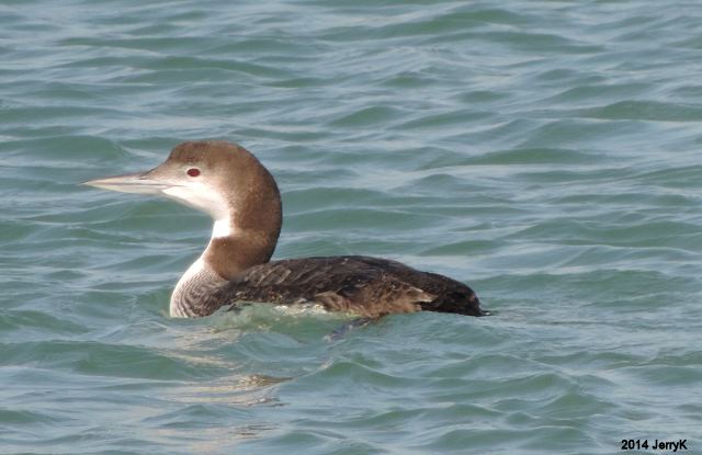 Common Loon