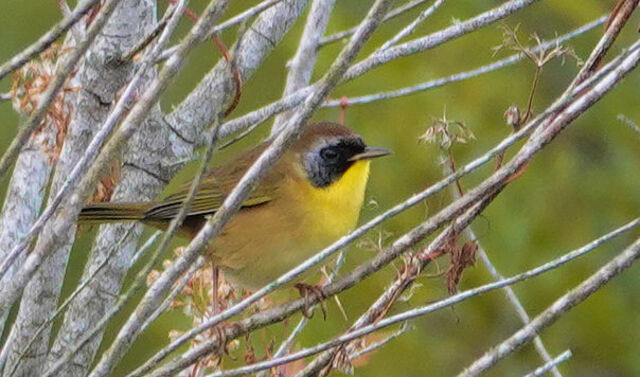 Common Yellowthroat