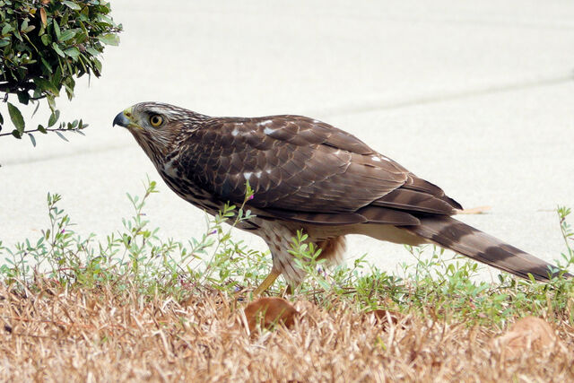 Cooper's Hawk