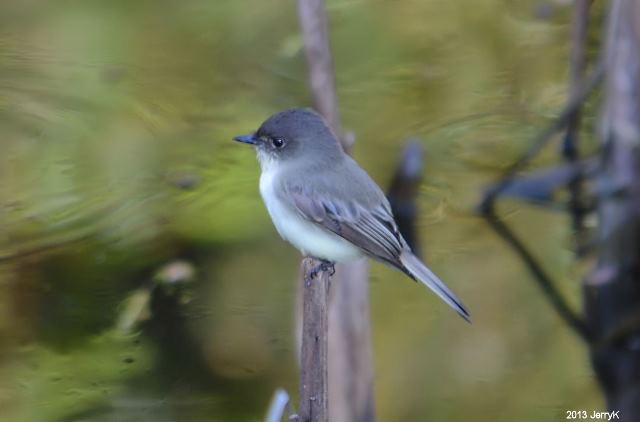 Eastern Phoebes