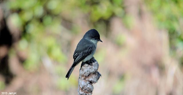 Eastern Phoebes