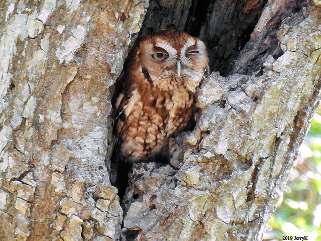 Eastern Screech-Owl