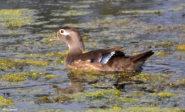 Wood Ducks