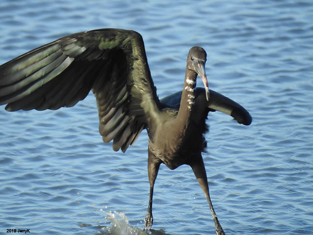 Glossy Ibis