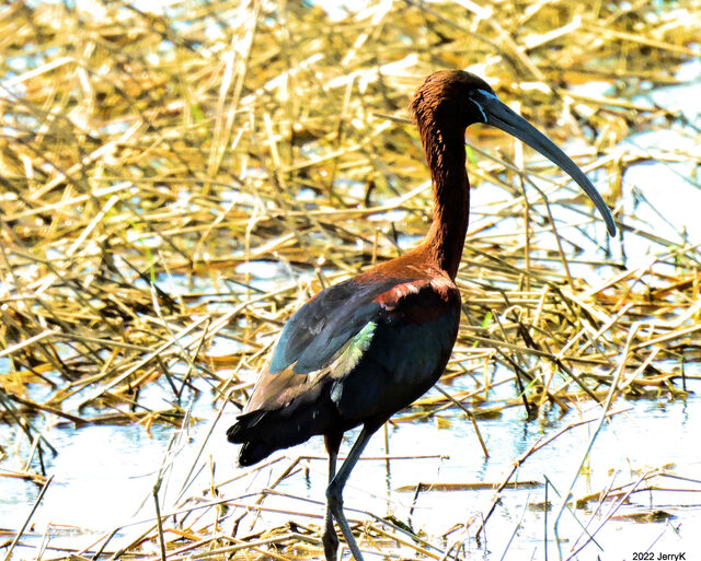 Glossy Ibis