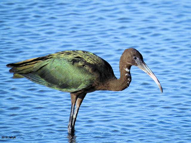 Glossy Ibis