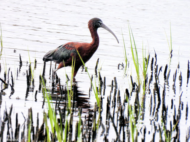 Glossy Ibis