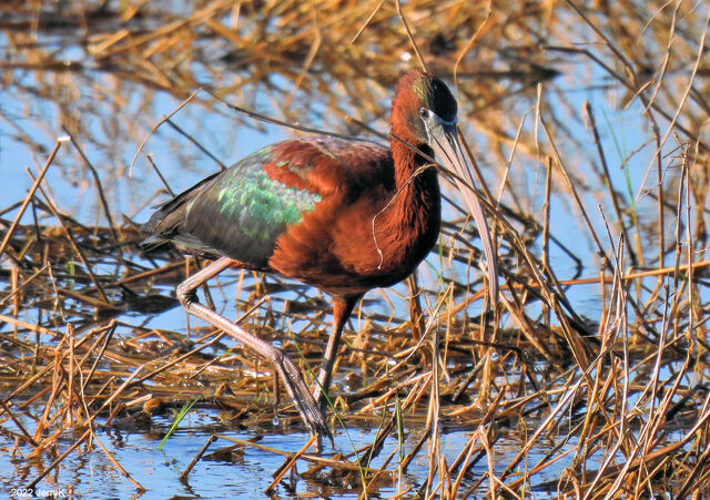 Glossy Ibis