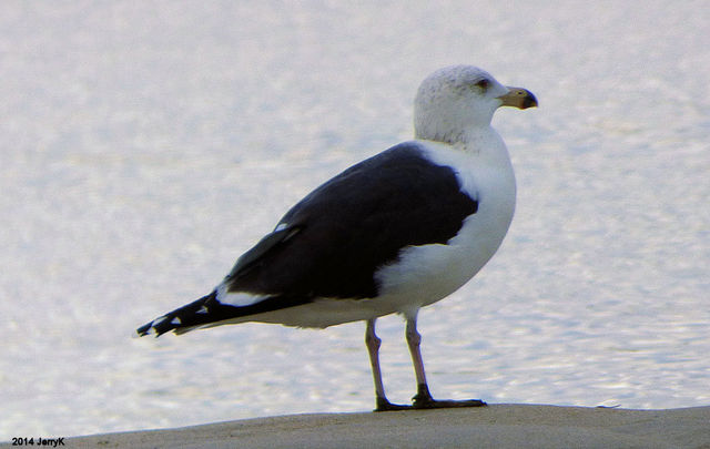 Great Black-backed Gull