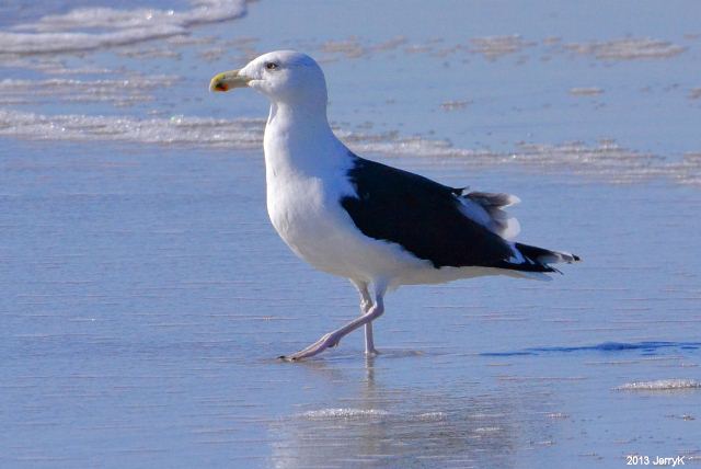 Great Black-backed Gull